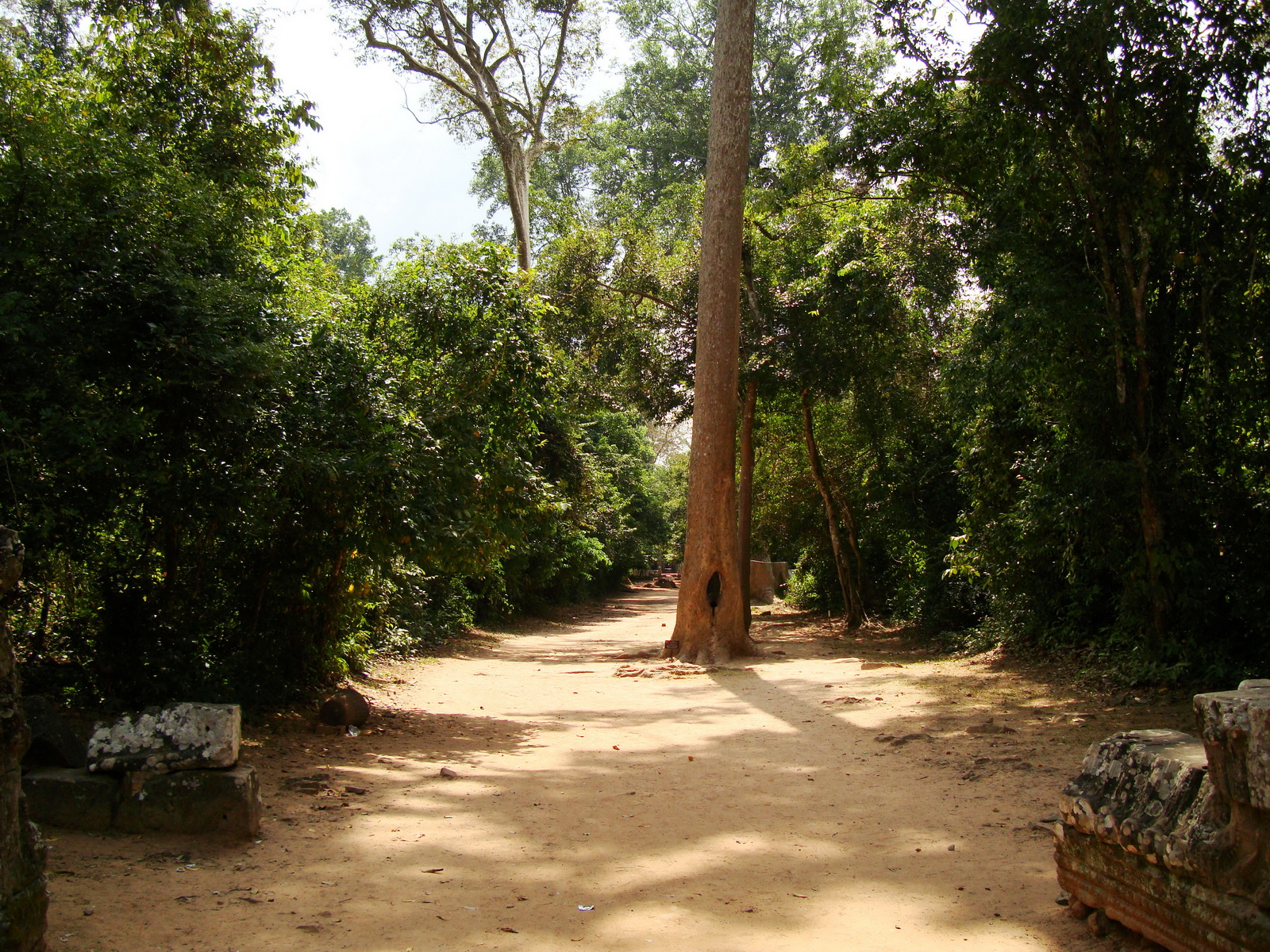 Preah Khan Temple giant tree along the pathway Angkor Thom 02