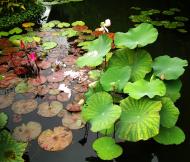 Asisbiz Siem Reap angkorvillage hotel garden water Lilies 01