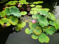 Asisbiz Siem Reap angkorvillage hotel garden water Lilies 02