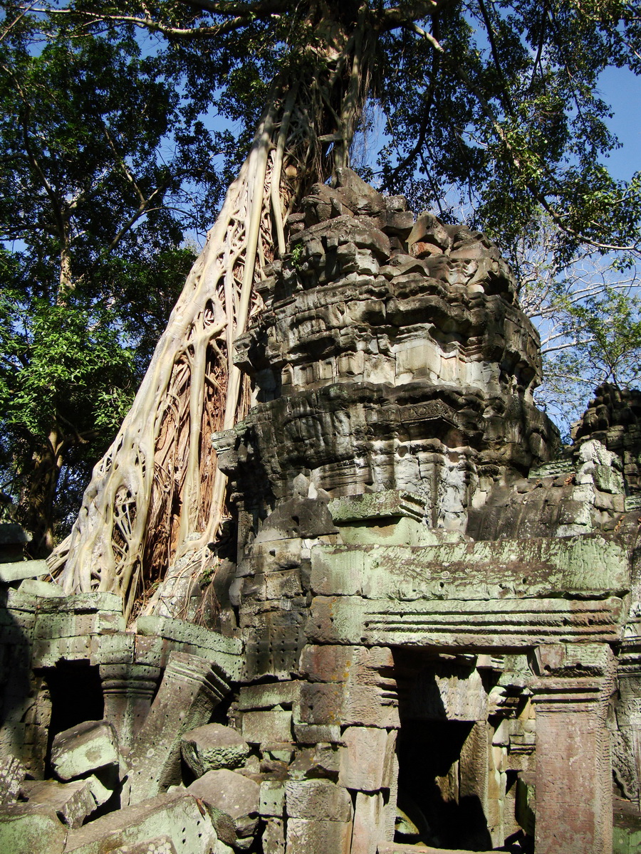 Ta Prohm Temple Tomb Raider giant strangler fig trees dwaf the gopura 04