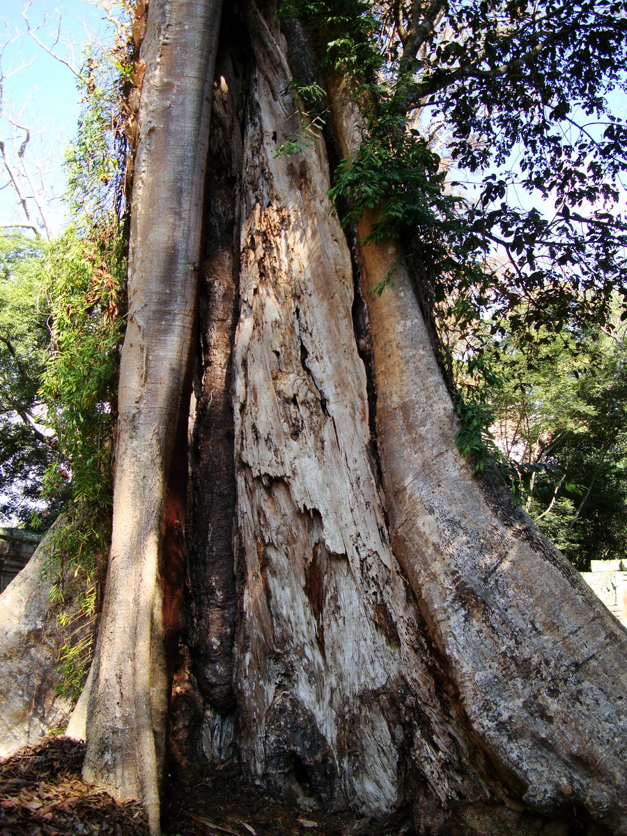Ta Prohm Temple Tomb Raider giant trees dwaf the laterite walls 11