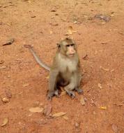 Asisbiz Terrace of the Elephants wild monkeys Cambodia 02