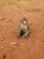 Asisbiz Terrace of the Elephants wild monkeys Cambodia 03