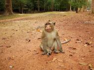 Asisbiz Terrace of the Elephants wild monkeys Cambodia 05