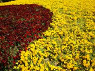 Asisbiz Huangpu Park flowers The Bund Area Shanghai China 01