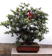 Asisbiz Jade Buddha Temple behind Grand Hall bonzi trees 01