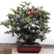 Asisbiz Jade Buddha Temple behind Grand Hall bonzi trees 02