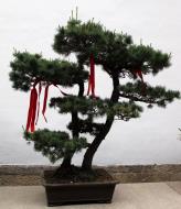 Asisbiz Jade Buddha Temple behind Grand Hall bonzi trees 03