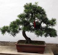 Asisbiz Jade Buddha Temple behind Grand Hall bonzi trees 04