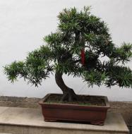 Asisbiz Jade Buddha Temple behind Grand Hall bonzi trees 05