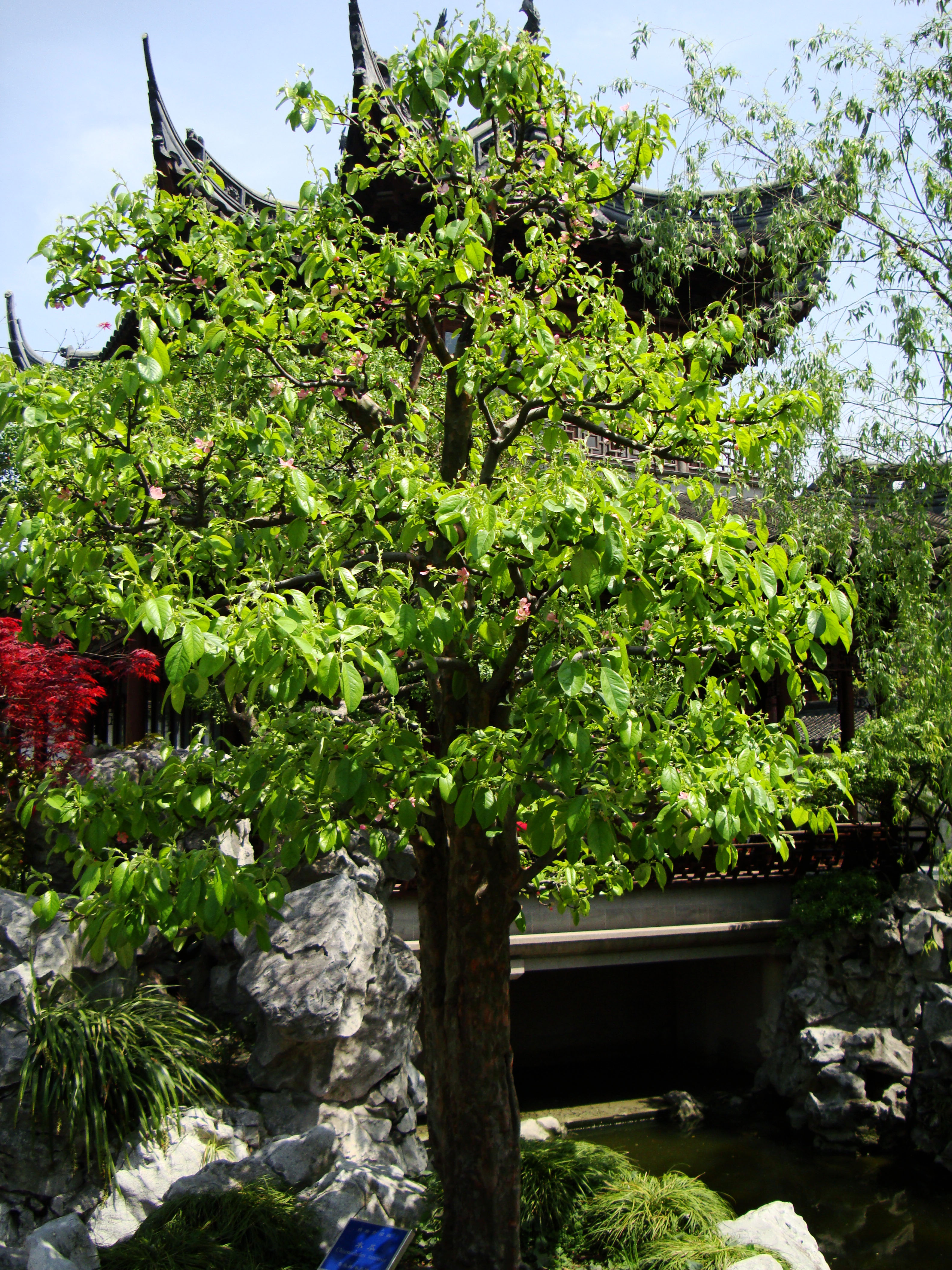 Asisbiz Yu Garden Yu Yang Garden flora Chaenomeles Sinensis