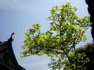 Asisbiz S15 Yu Garden Yu Yang Garden Dianchun Hall area Huangpu Shanghai China 03