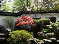 Asisbiz S15 Yu Garden Yu Yang Garden flora Acer palmatum Japanese Maple Huangpu Shanghai 01