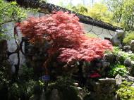 Asisbiz S15 Yu Garden Yu Yang Garden flora Acer palmatum Japanese Maple Huangpu Shanghai 02
