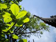 Asisbiz S15 Yu Garden Yu Yang Garden flora Acer palmatum Japanese Maple Huangpu Shanghai 07