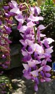 Asisbiz S26 Yu Garden Yu Yang Garden flora Wisteria Sinensis Chinese Wisteria out in flower Shanghai 02