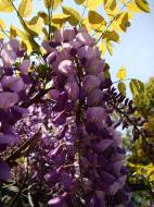 Asisbiz S26 Yu Garden Yu Yang Garden flora Wisteria Sinensis Chinese Wisteria out in flower Shanghai 03