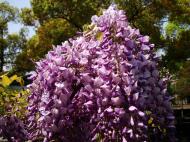 Asisbiz S26 Yu Garden Yu Yang Garden flora Wisteria Sinensis Chinese Wisteria out in flower Shanghai 04