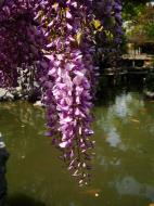 Asisbiz S26 Yu Garden Yu Yang Garden flora Wisteria Sinensis Chinese Wisteria out in flower Shanghai 05