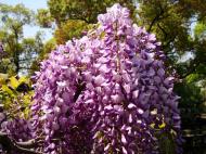 Asisbiz S26 Yu Garden Yu Yang Garden flora Wisteria Sinensis Chinese Wisteria out in flower Shanghai 06