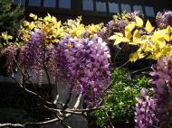 Asisbiz S26 Yu Garden Yu Yang Garden flora Wisteria Sinensis Chinese Wisteria out in flower Shanghai 07