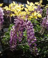 Asisbiz S26 Yu Garden Yu Yang Garden flora Wisteria Sinensis Chinese Wisteria out in flower Shanghai 08