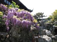 Asisbiz S26 Yu Garden Yu Yang Garden flora Wisteria Sinensis Chinese Wisteria out in flower Shanghai 09