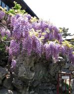 Asisbiz S26 Yu Garden Yu Yang Garden flora Wisteria Sinensis Chinese Wisteria out in flower Shanghai 10