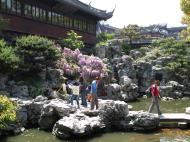 Asisbiz S26 Yu Garden Yu Yang Garden flora Wisteria Sinensis Chinese Wisteria out in flower Shanghai 11