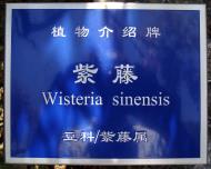 Asisbiz S26 Yu Garden Yu Yang Garden flora Wisteria Sinensis Chinese Wisteria sign in Mandarin Shanghai 01