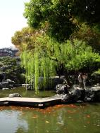 Asisbiz S26 Yu Garden Yu Yang Garden flora willow tree Deyue Tower area Shanghai China 01