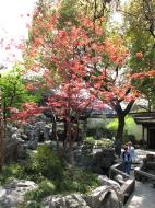 Asisbiz S28 Yu Garden Yu Yang Garden flora Toasting Pavilion Huangpu Shanghai 06