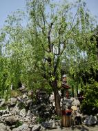 Asisbiz S36 Yu Garden Yu Yang Garden tour guide Hanbi tower area Huangpu Shanghai China 01