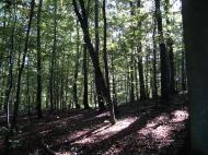 Asisbiz Apple tree Flojstrup Aarhus Denmark 10