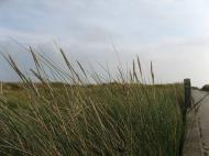 Asisbiz Grasses Flojstrup Aarhus Denmark 01