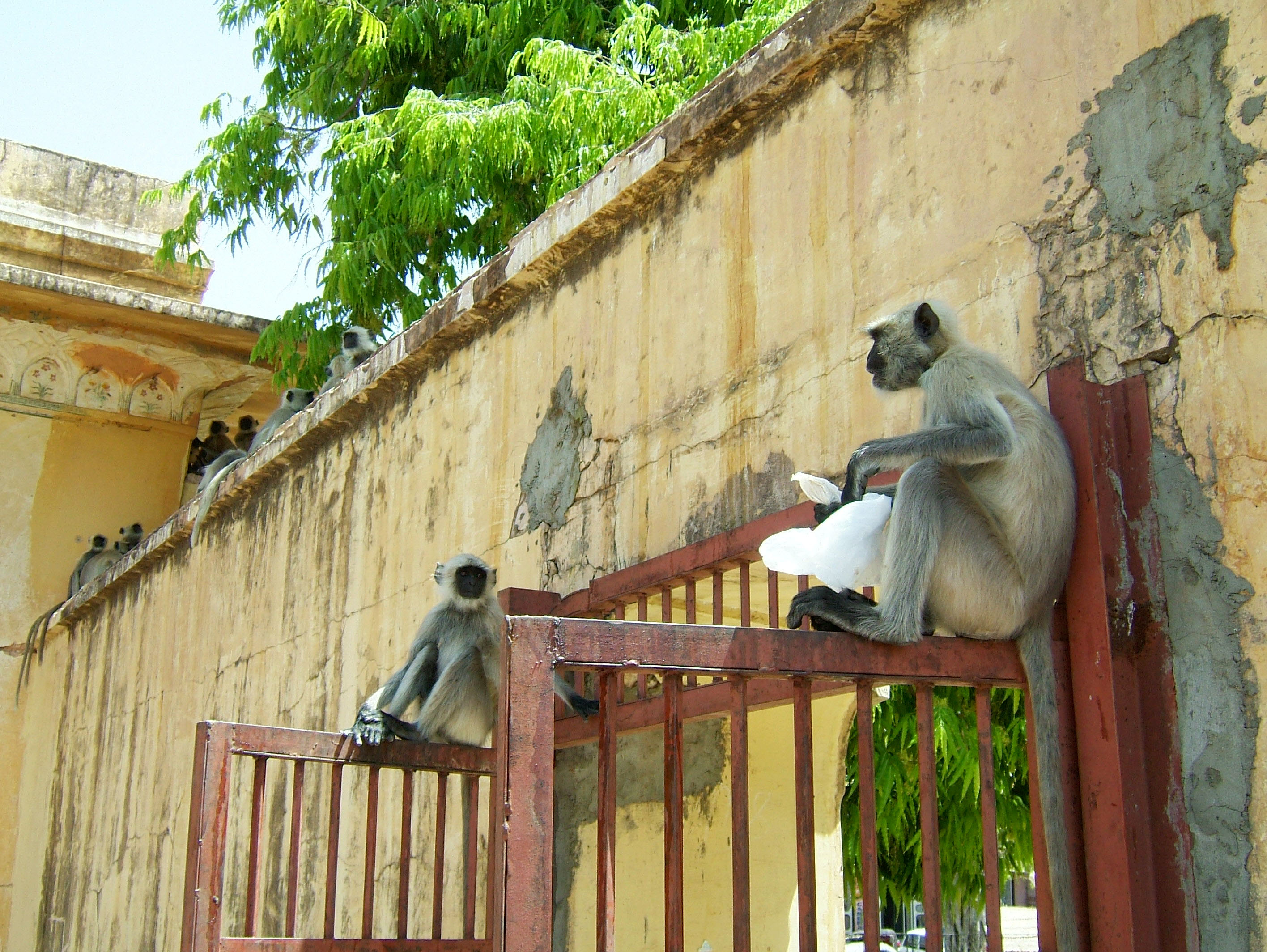 Rajasthan Jaipur Amber Fort monkeys India Apr 2004 01
