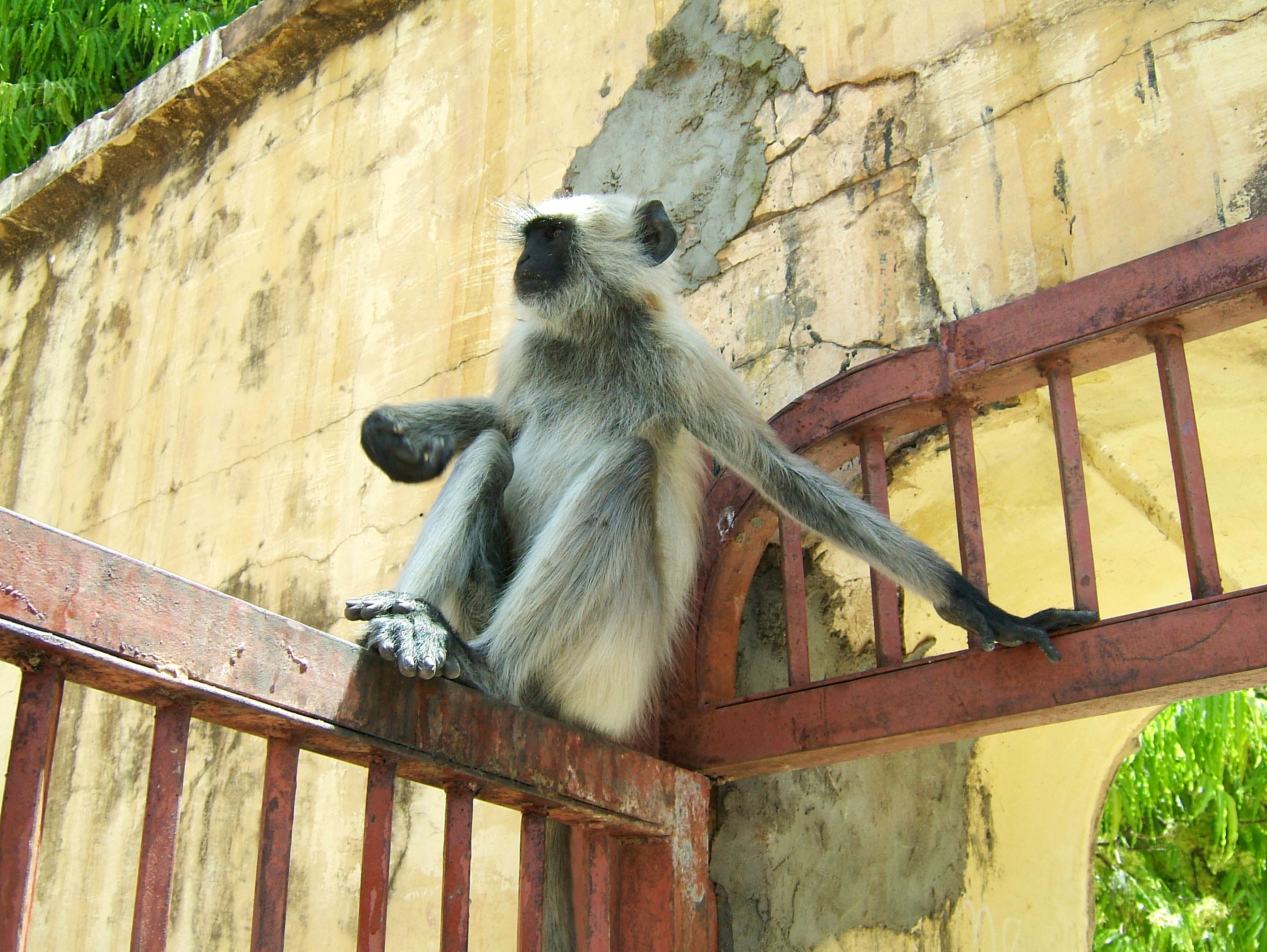 Rajasthan Jaipur Amber Fort monkeys India Apr 2004 02