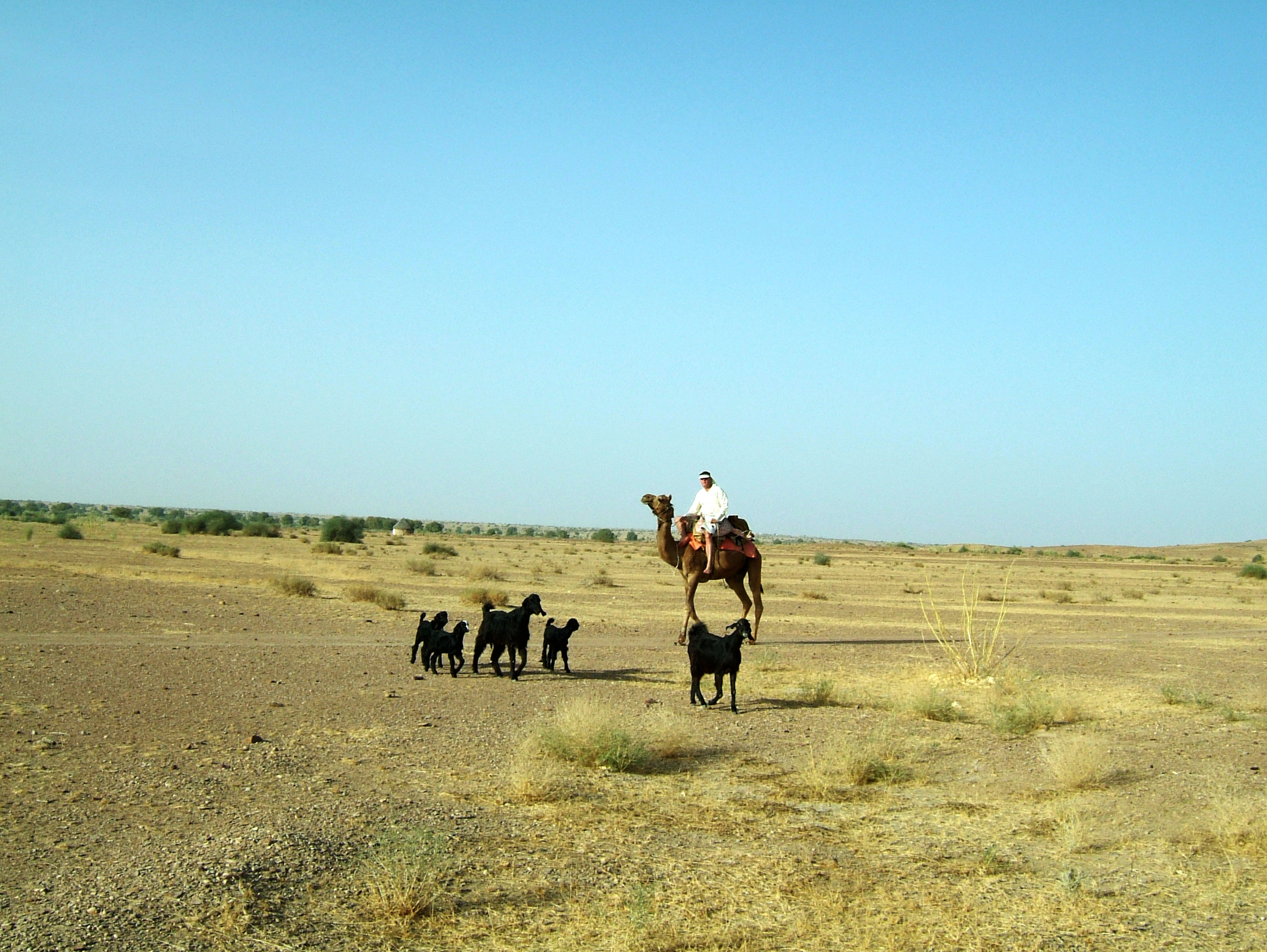 Rajasthan Jaisalmer Camel Safari Thar Desert India Apr 2004 09