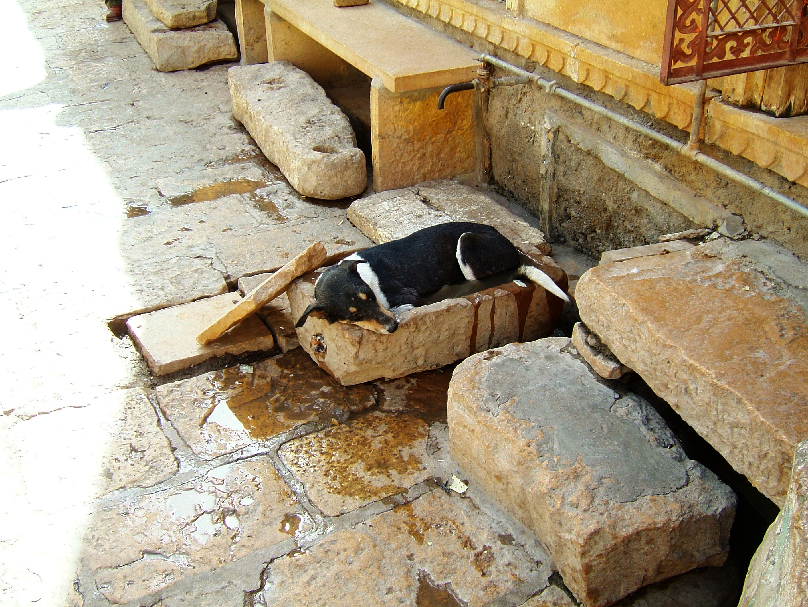 Rajasthan Jaisalmer Fort dog cooling off India Apr 2004 01