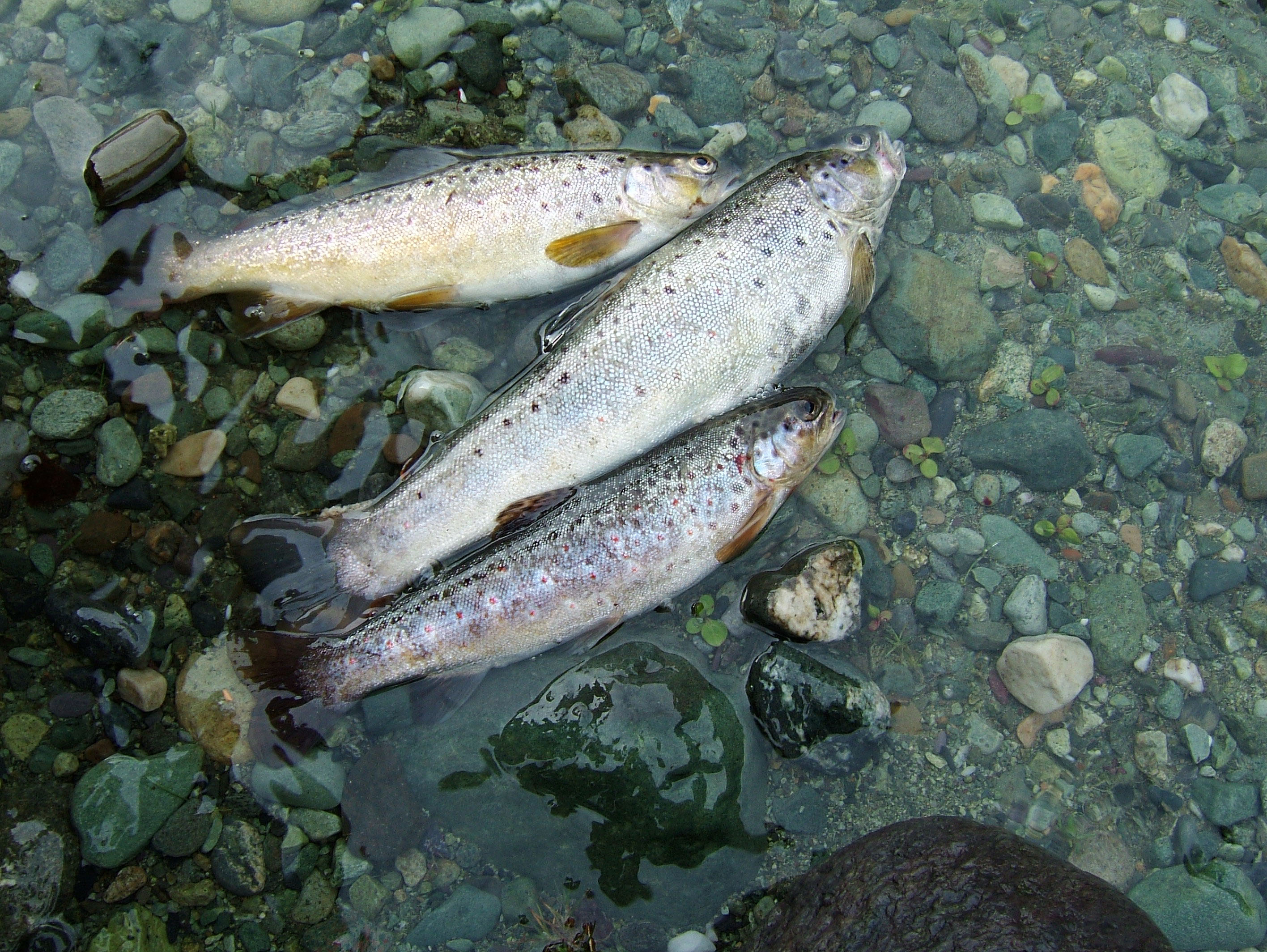 Kashmir Pahalgam Valley trout India Apr 2004 01