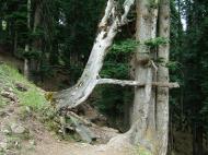 Asisbiz Kashmir Pahalgam Valley Treking by mountain pony India Apr 2004 012