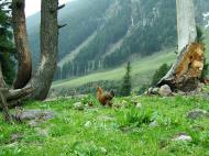 Asisbiz Kashmir Pahalgam Valley Treking by mountain pony India Apr 2004 019