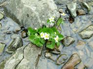 Asisbiz Kashmir Pahalgam Valley Treking by mountain pony India Apr 2004 023
