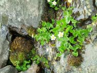 Asisbiz Kashmir Pahalgam Valley Treking by mountain pony India Apr 2004 027