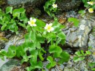 Asisbiz Kashmir Pahalgam Valley Treking by mountain pony India Apr 2004 028