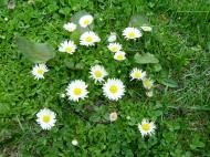 Asisbiz Kashmir Pahalgam Valley Treking by mountain pony India Apr 2004 029