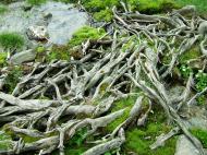 Asisbiz Kashmir Pahalgam Valley Treking by mountain pony India Apr 2004 030