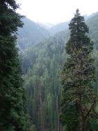 Asisbiz Kashmir Pahalgam Valley Treking by mountain pony India Apr 2004 043