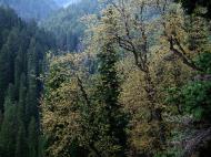 Asisbiz Kashmir Pahalgam Valley Treking by mountain pony India Apr 2004 046