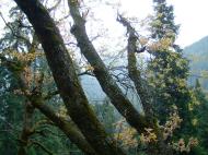 Asisbiz Kashmir Pahalgam Valley Treking by mountain pony India Apr 2004 047